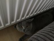 Kater, Britisch Kurzhaar - Schweinfurt
