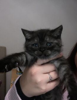 BKH - Kater sucht neues zuhause 🩵 - Moosburg (Isar)