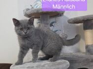 GEIMPFT!ABHOLBEREIT! Reinrassige BKH Kitten Katzen Jungs - Hamm Zentrum
