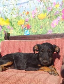 Happy, fröhlicher Foxterriermix Welpe - Remagen