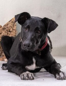 Pino wartet in Sueddeutschland - Brunstorf