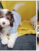 Reinrassige Zwergpudel und Toypudel Welpen in 80331