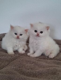 Perser Kitten - Geisenhausen