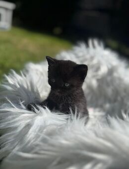 Bkh Kitten - Lauingen (Donau)