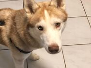 Fin, 2 Jahre jung, sucht sein Für-immer-Rudel - Wollmerath