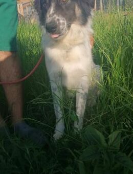 Schmusejunge Eddie - Itzehoe