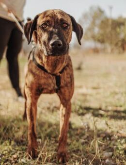 Herzenshund Bruno sucht seine Familie - Hamburg