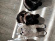 Süße BKH und Perser Mix Kitten abzugeben - Dorsten