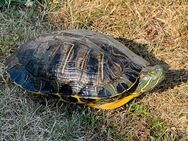 Wasserschildkröte - Teichhaltung und Eignung - Asbach-Bäumenheim