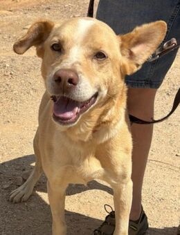 Mati sucht eine Familie! - Althütte