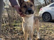 Dugó, verspielter Akitamix, ca. 1 Jahr - Vaterstetten
