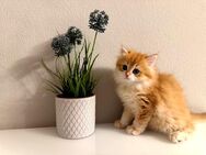 🐾 Britisch Kurzhaar Kätzchen in exklusiver Farbe abzugeben! 🐾 - München
