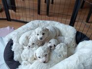 Bichon Frise Welpen - Dröbischau