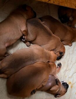 Boxerwelpen - Grimma