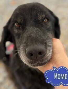 Momo braucht ein liebevolles Zuhause - Flörsheim-Dalsheim
