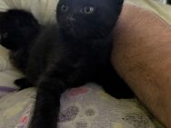 Katze suchen eine Zuhause - Wadern