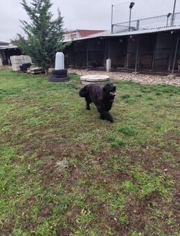 ZARA - freundliches Wesen, gern aktiv - Overath