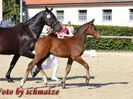 Schweres Warmblut - Spremberg