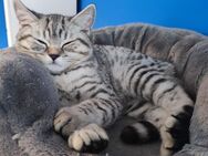 Whiskas Kitten Britisch Kurzhaar Silver Tabby AUSZUGSBEREIT - Hamburg