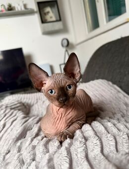 Sphynx Kitten mit Tasthaaren - Wangen (Allgäu)