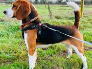 Gut erzogener, 3 Jahre alter Beagle mit Haustierabschluss - Mönchengladbach