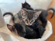 5 süße Katzenbabies abzugeben - Wolfersdorf