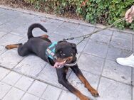 MOSLI, m., kastr., Rottweiler, 60 cm - Sipplingen