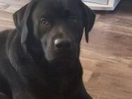 Wunderschöner Labrador (schwarz) - Krien