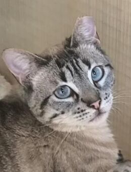 zarte Schönheit Leyana sucht DICH! - Walluf