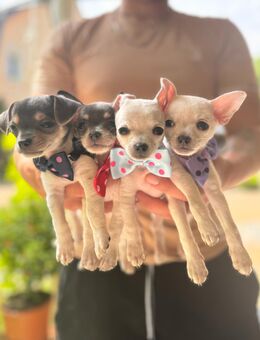 Chihuahua Welpen - Weida Liebsdorf