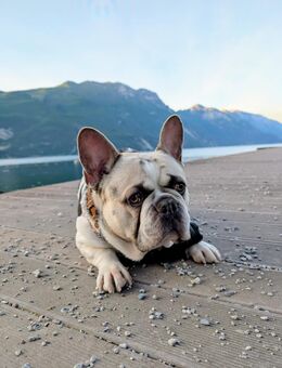 Fünfjährige französische Bulldogge abzugeben - Dietrichingen