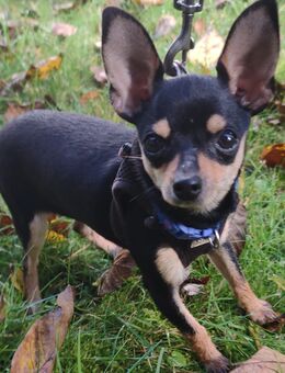 Pinscher - Kassel Niederzwehren