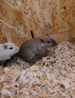 2 Wüstenrennmäuse + Gehege abzugeben - Dresden