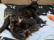 Atemberaubende Bengal Kitten, melanistic und brown - Haßloch