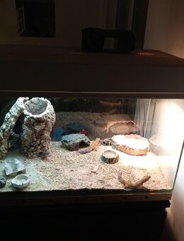 Drei Leoparden Geckos - Bochum