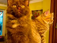 Edelmix Sibirische Katze und Heilige Birma - Wesel