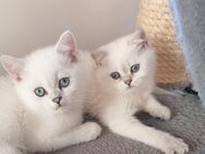 Reinrassige BKH Kitten. - Geislingen (Steige)