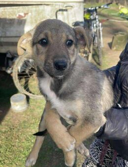 B682 sanfte Hündin sucht sanfte Hände - Neuberg