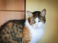 Mary aus dem Tierschutz - Grevenbroich