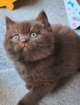 Choco Kitten vom Züchter - Hartenfels
