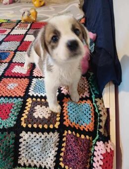 🐶 Cooper neugieriger Beagle-Mix-Bub - Kassel