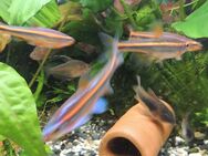 10 Regenbogenelritzen für Aquarium + Teich Rainbow Shiner Fische - Niederwerrn