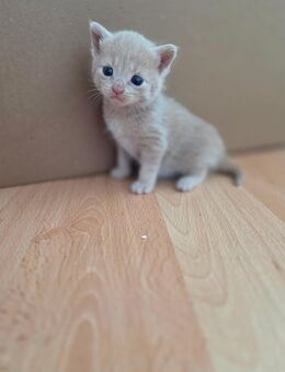 Kitten suchen am Anfang September einen Dosenöffner - Duisburg