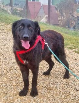 Norbert ist ein echter Goldschatz! - Schwarmstedt