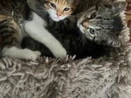 Bkh Mix Kitten - Oststeinbek