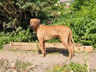 Rhodesien Ridgeback Welpen aus einmaliger Familienzucht mit Ahnentafel - Ovelgönne