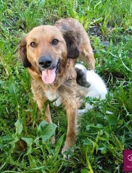 Penny - sanfte Hundemama sucht Zuhause - Spenge