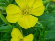 Nachtkerze (Oenothera biennis) - Horgenzell