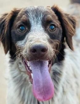 Bruno10 liebevoller Spaniel 9/23 ESP - Ruppertsecken