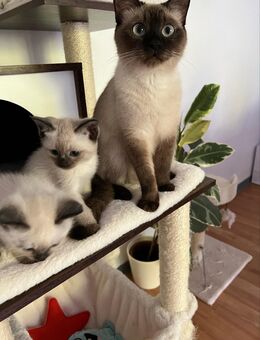 Siam kitten abholbereit - Aachen
